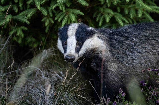 I had arrived a little early to set up lights for recording moths, when this badger arrived to check what I was doing.